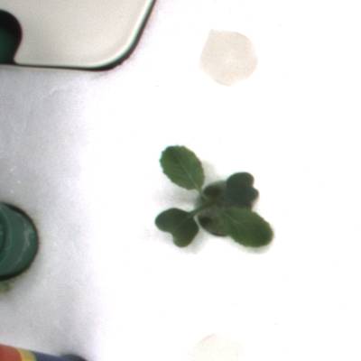 Sample image from KOMATSUNA