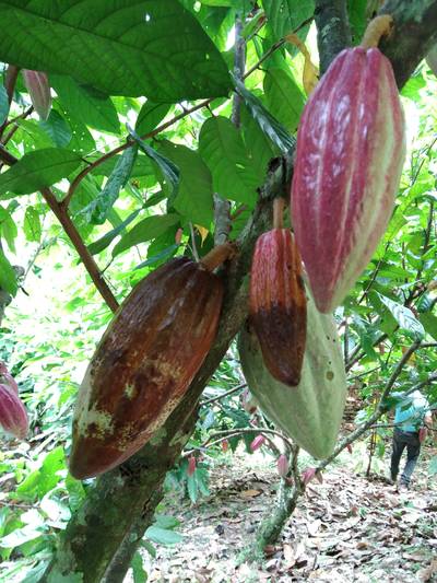 Sample image from Cocoa Diseases