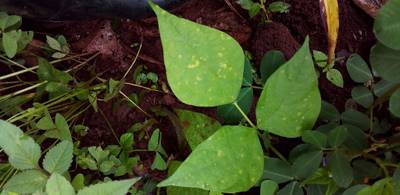 Sample image from Makerere University Beans