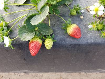 Sample image from StrawDI_Db1