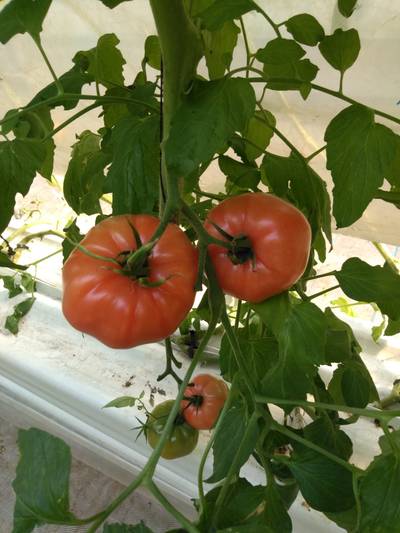 Sample image from LaboroTomato