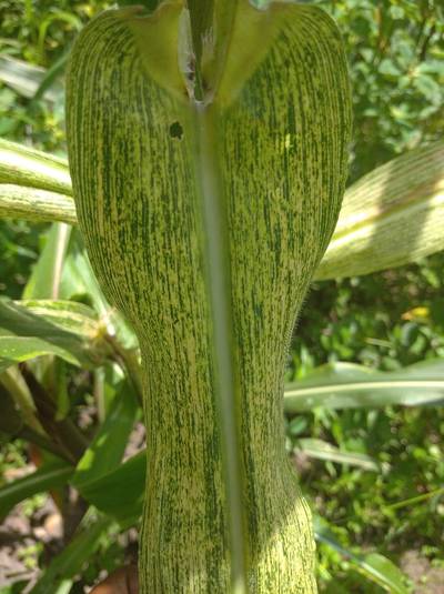 Sample image from Makerere University Maize