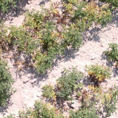 Sample image from Multispectral Potato Plants Images