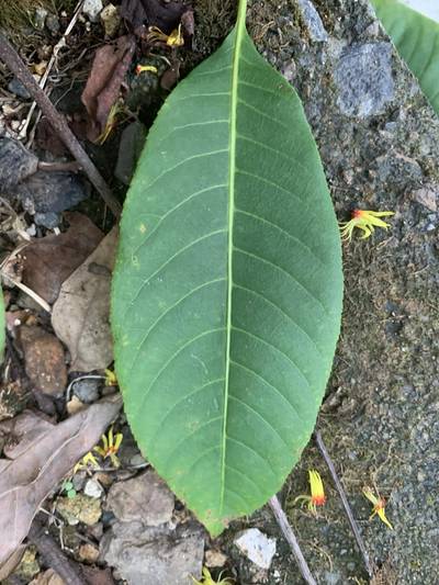 Sample image from Urban Street: Leaf