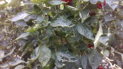 Sample image from Sweet Pepper