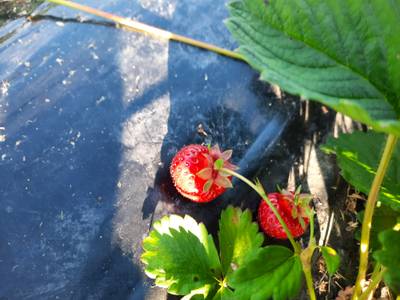 Sample image from Strawberry Dataset for Object Detection