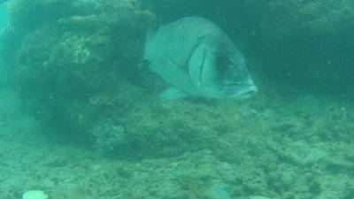 Sample image from DeepFish