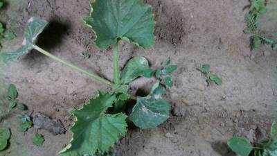 Sample image from Dataset of Annotated Food Crops and Weed Images