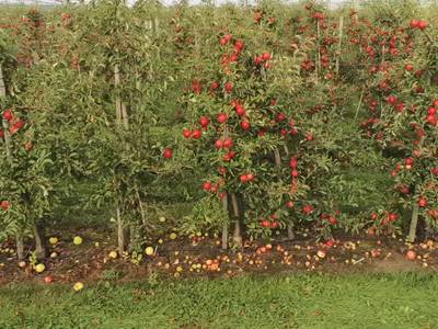 Sample image from Apple MOTS