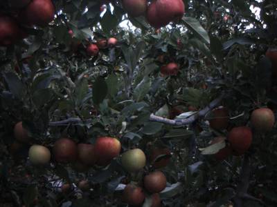 Sample image from Apple from Orchard Environment