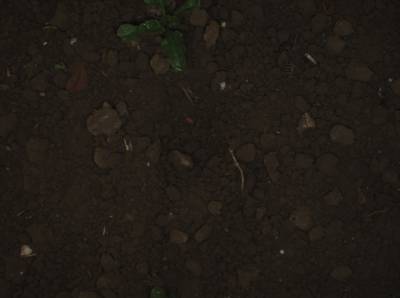 Sample image from Supervisely HRDA Plants Demo