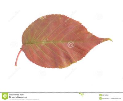 Sample image from PlantDoc