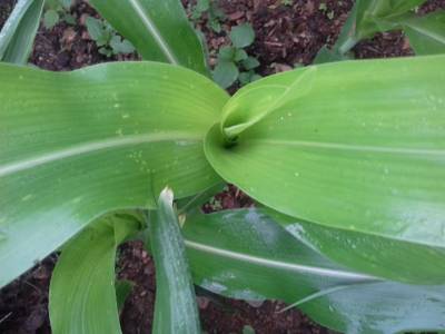 Sample image from Corn Leaf Infection
