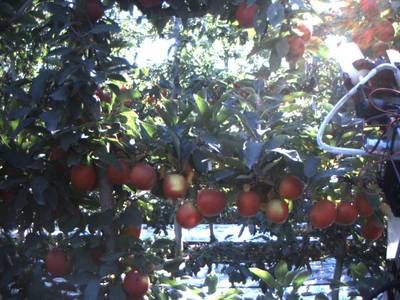 Sample image from Apple Dataset Benchmark from Orchard Environment