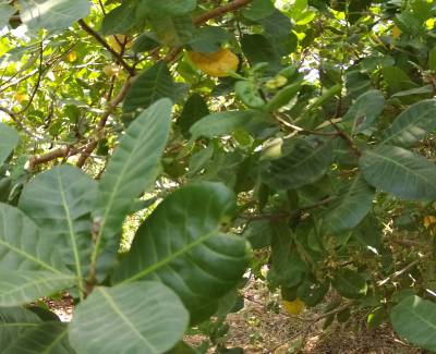 Sample image from CADI-AI