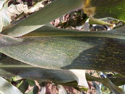 Sample image from Makerere University Maize