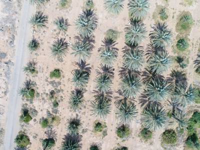 Sample image from Palm Trees