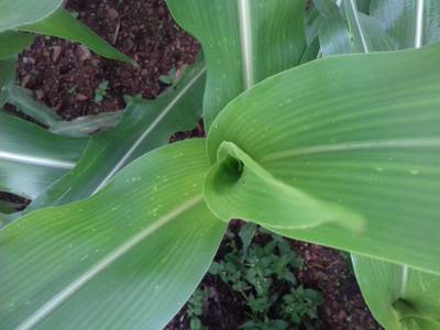 Sample image from Corn Leaf Infection