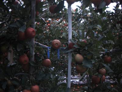 Sample image from Apple from Orchard Environment