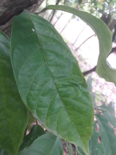 Sample image from KaraAgro AI Cocoa