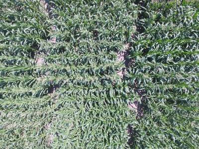 Sample image from Maize Tassel Detection