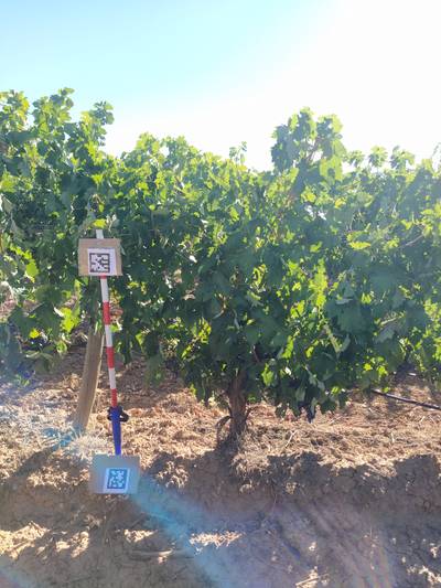 Sample image from AI4Agriculture Grape Dataset