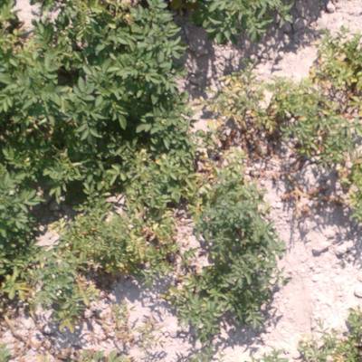 Sample image from Multispectral Potato Plants Images