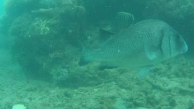 Sample image from DeepFish