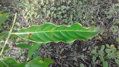 Sample image from RoCoLe