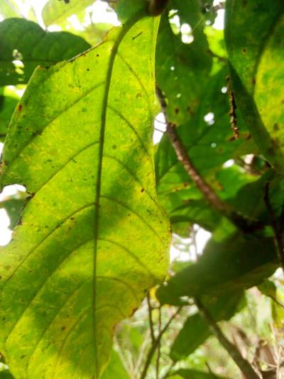 Sample image from KaraAgro AI Cocoa
