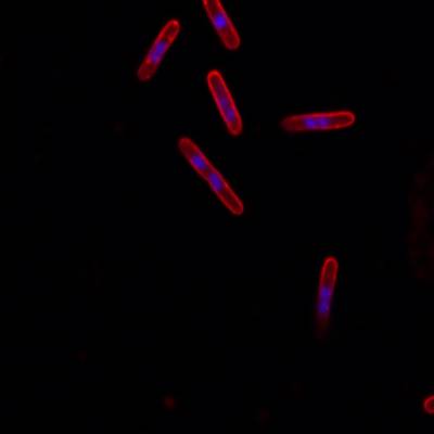 Sample image from DeepBacs E. Coli