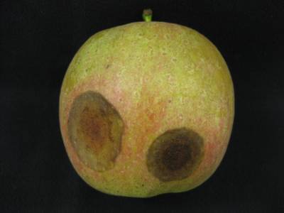 Sample image from Disease Detection in Fruit Images