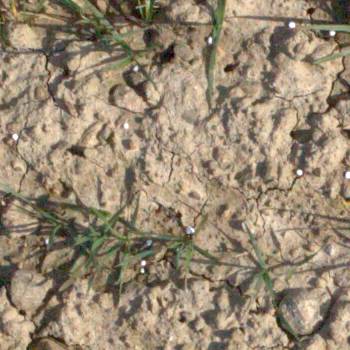 Sample image from EWS