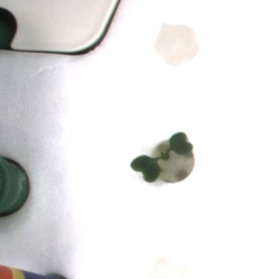 Sample image from KOMATSUNA