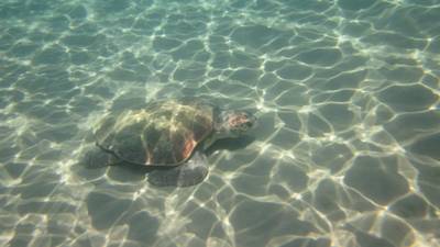 Sample image from Sea Turtle 2022