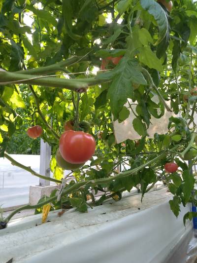 Sample image from LaboroTomato