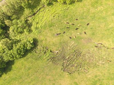 Sample image from Cattle Detection and Counting in UAV Images