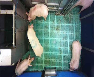 Sample image from Automatic Monitoring of Pigs