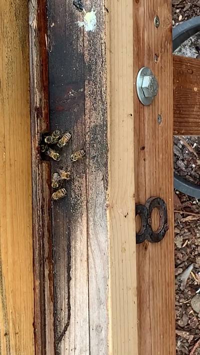 Sample image from Bee Image Object Detection
