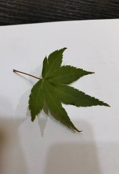 Sample image from Urban Street: Leaf