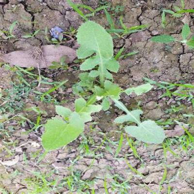 Sample image from Crop and Weed Detection