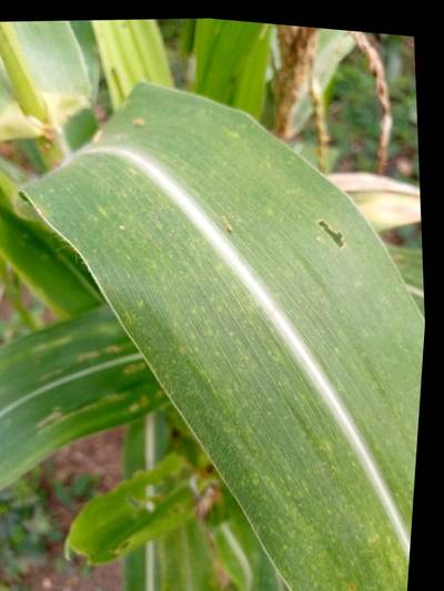 Sample image from KaraAgro AI Maize