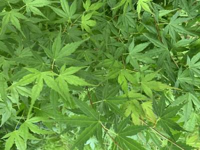 Sample image from Urban Street: Leaf Classification
