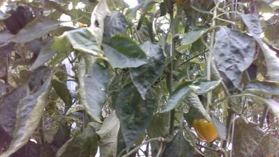 Sample image from Sweet Pepper