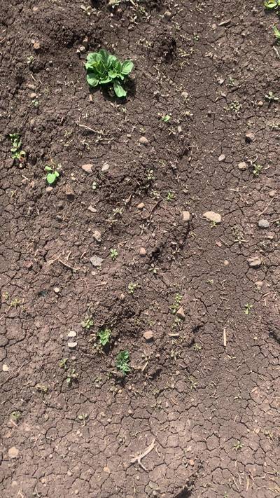 Sample image from Supervisely Potatoes