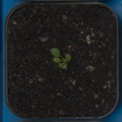Sample image from Plant Growth Segmentation