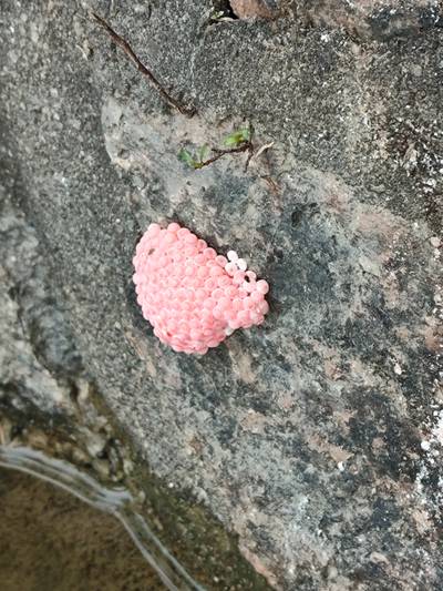 Sample image from Pink-Eggs Dataset V1