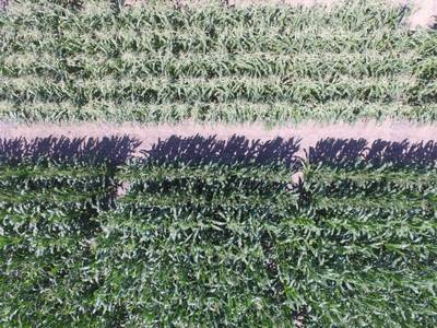 Sample image from Maize Tassel Detection
