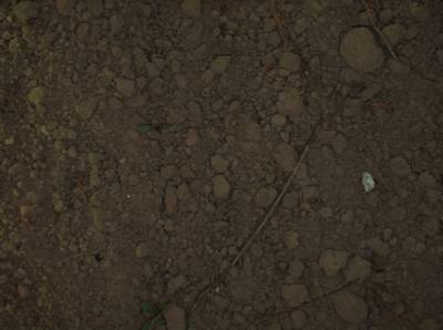 Sample image from Supervisely HRDA Plants Demo