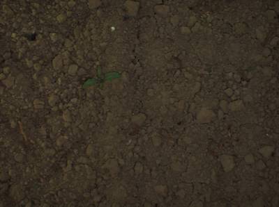 Sample image from Sugar Beets 2016